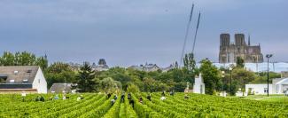 Delaune