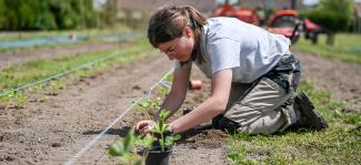 Potager